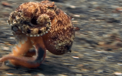Cận cảnh chú bạch tuộc đi bộ dưới đáy biển.