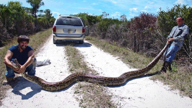 Trăn Miến Điện phát triển rất mạnh ở Florida, đe dọa môi trường sinh thái tự nhiên.