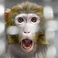 NASA gây phẫn nộ vì giết 27 con khỉ trong cùng ngày