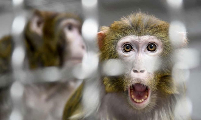27 con khỉ đã được tiêm thuốc trợ tử vào ngày 2/2/2019