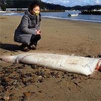 Phát hiện mực khổng lồ dài 3m dạt vào bờ biển Nhật Bản