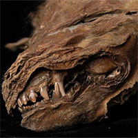 Phát hiện xác ướp chó sói đóng băng 56.000 năm, nguyên vẹn nhất từ trước đến nay