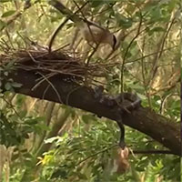 Video: Chim mẹ ra đòn chí mạng, cứu con non khỏi miệng rắn độc