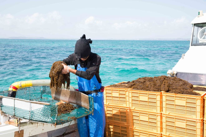 Lợi ích của tảo nâu Okinawa mozuku với sức khỏe
