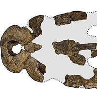 Hóa thạch 5 triệu năm của cá sấu "vua đầm lầy" ở Australia