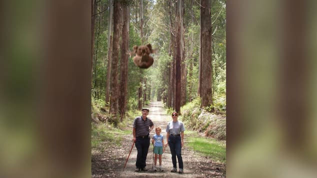 Một con gấu nhảy đang lao xuống một gia đình đi dạo trong rừng.