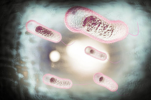 Ảnh: Vi khuẩn Vibrio cholerae