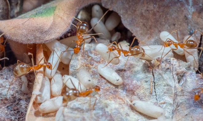 Kiến vàng điên là một trong những loài xâm lấn nguy hiểm nhất thế giới