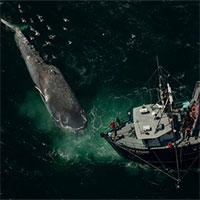 Santa Barbara - Eo biển "tử thần" đối với cá voi