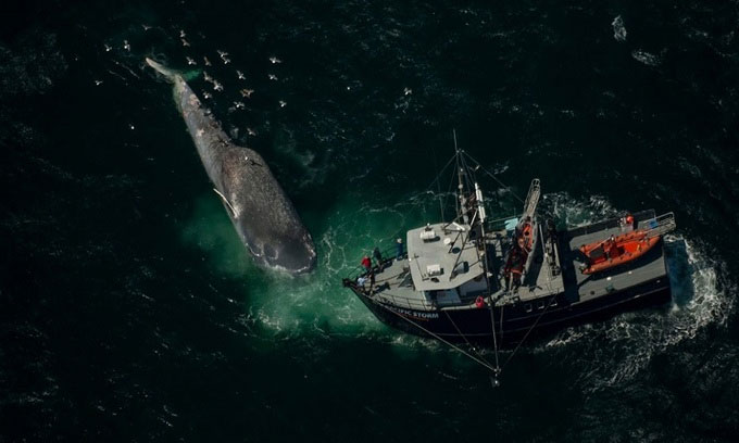 Các nhà nghiên cứu kiểm tra một con cá voi xanh bị tàu biển đâm trúng.