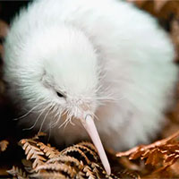 Con chim kiwi trắng cực hiếm ở New Zealand vừa qua đời