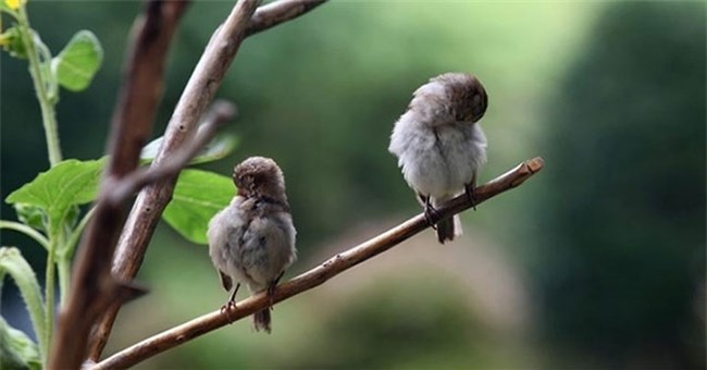 Tại sao chim không rơi khỏi cành cây khi ngủ?