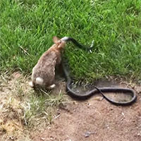 Thỏ mẹ điên cuồng tấn công rắn độc để bảo vệ con
