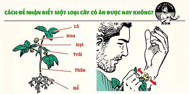 Cách để nhận biết đâu là loại cây có thể ăn được