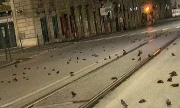 Xác chim rải đầy đường phố Rom