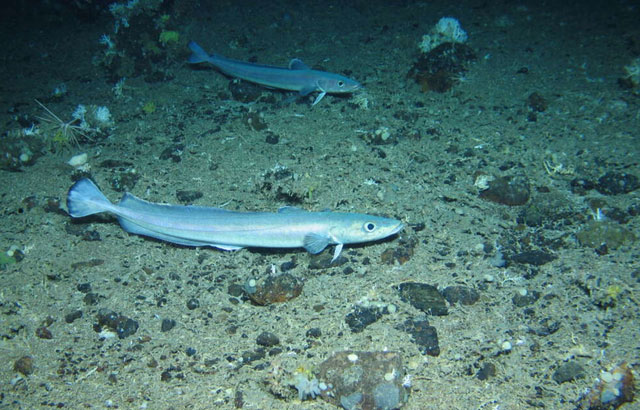 Loài cá mới được phát hiện tại Rockall Bank ngoài khơi Vương quốc Anh và Ireland.