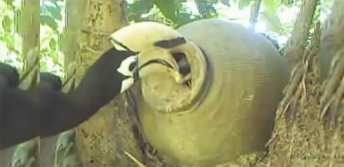 Chim hồng hoàng bón thức ăn cho bạn tình.