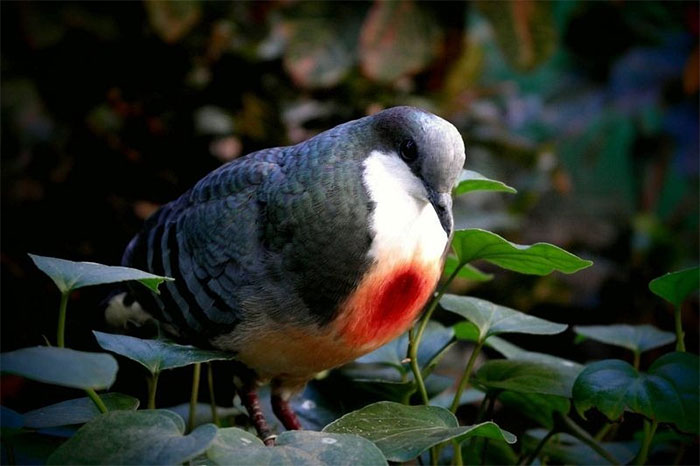 Sự thật về chim bồ câu luôn mang 