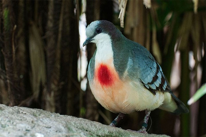 Sự thật về chim bồ câu luôn mang 
