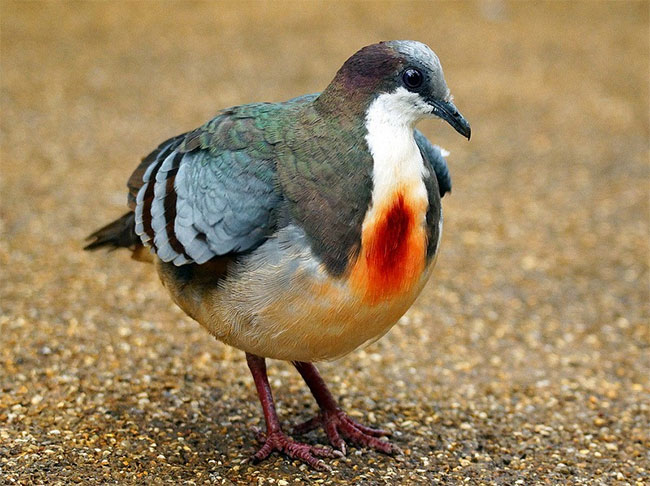 Sự thật về chim bồ câu luôn mang 