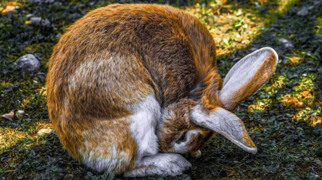 Hành vi ăn phân tươi của chính mình là một phần trong "văn hóa" tiêu hóa của loài thỏ.