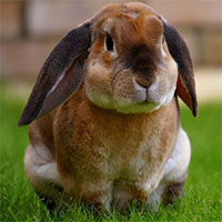 Thỏ ăn thịt đã là khó tin rồi, bạn có biết thỏ còn ăn lại phân của chính mình?