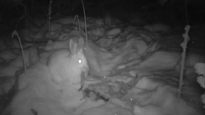 Camera hồng ngoại ghi lại hành vi ăn thịt của thỏ snowshoe.