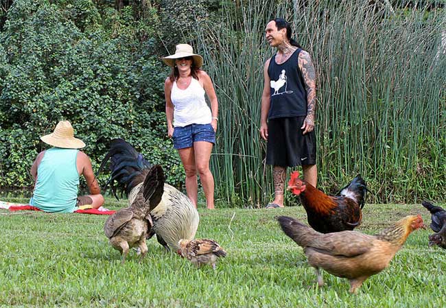Đảo Kauai - Nơi hàng nghìn con gà chạy rông nhưng không ai ăn