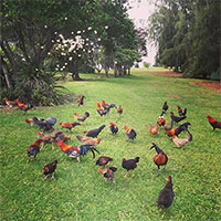 Đảo Kauai - Nơi hàng nghìn con gà chạy rông nhưng không ai ăn