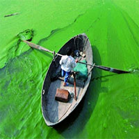 Sáng chế "biến" tảo lam độc hại thành bột protein