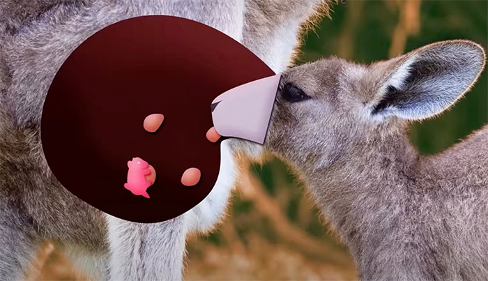 Có gì bên trong túi Kangaroo, phức tạp nhiều hơn những gì bạn từng nghĩ
