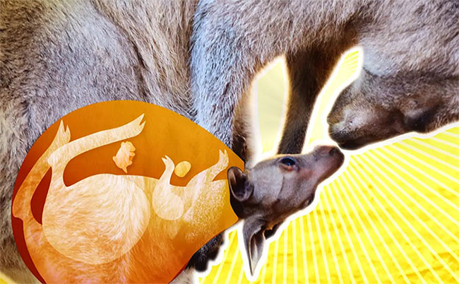 Có gì bên trong túi Kangaroo, phức tạp nhiều hơn những gì bạn từng nghĩ