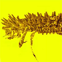Tìm thấy bọ cánh cứng chết kẹt trong hổ phách 100 triệu năm