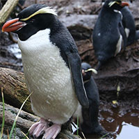 Bí ẩn về loài chim cánh cụt sống trong rừng, tắm 3 tiếng mỗi ngày