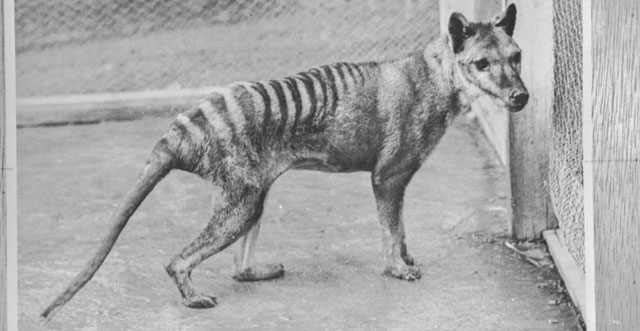 Hình ảnh một con hổ Tasmania cuối cùng còn sống