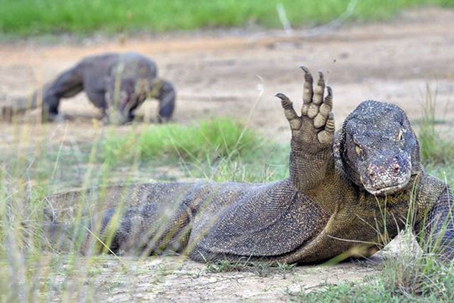 Thế giới kỳ thú của loài rồng Komodo