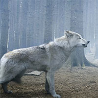 Phát hiện choáng váng từ hóa thạch 4.000 "ma sói" kỷ băng hà