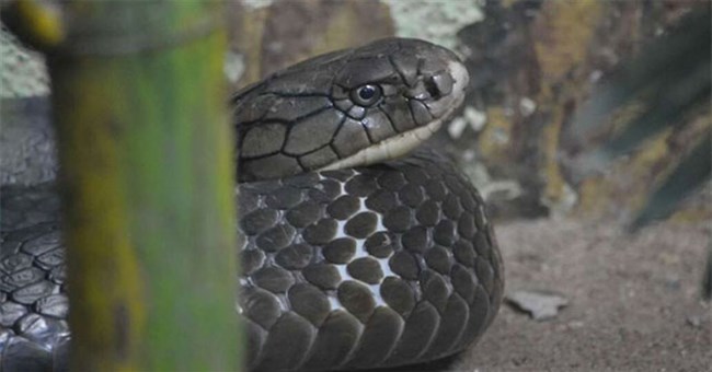 Vì sao một số loài rắn không trúng độc của chính mình?