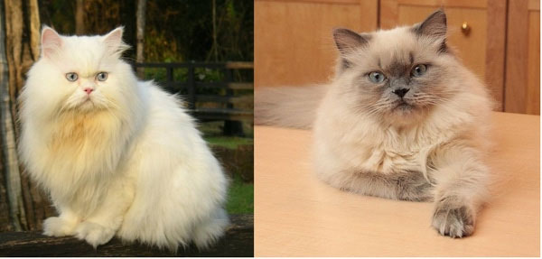 Mèo Ba Tư và mèo Himalaya thuần chủng.