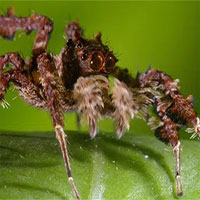 Chuyện về con nhện đi săn nhện: Thạo binh pháp như "Gia Cát Lượng", đầy mưu hèn kế bẩn để săn mồi bằng mọi giá