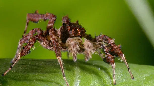 Phân loài P.fimbriata ở Queenland có thực đơn hầu hết gồm nhện dệt mạng