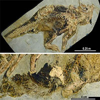 Hóa thạch tiết lộ cách khủng long đi vệ sinh và giao phối