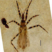 Tìm thấy hóa thạch bọ sát thủ 50 triệu năm tuổi