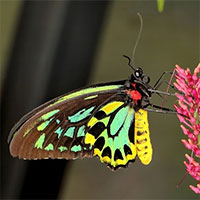 Sự thật ít ai biết về loài bướm lớn nhất thế giới