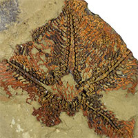 Phát hiện hóa thạch sao biển cổ xưa nhất thế giới