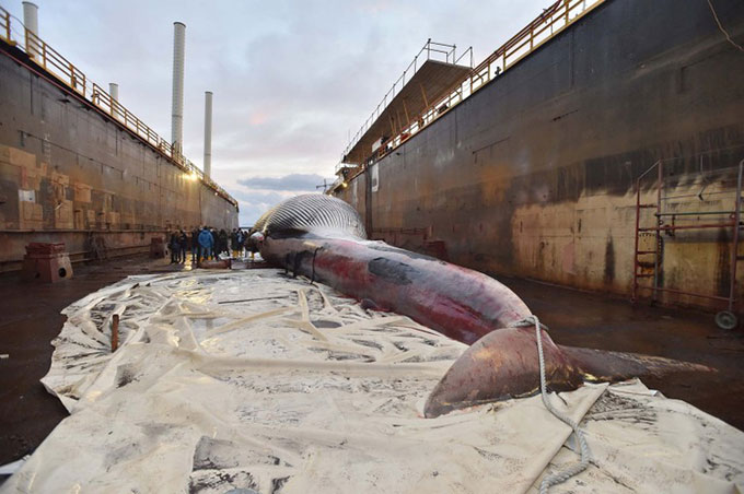 Xác cá voi được trục vớt và vận chuyển tới một xưởng đóng tàu cũ ở Naples.