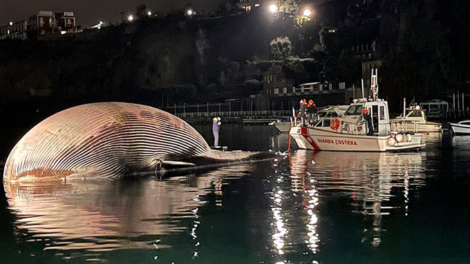 Xác cá voi dạt vào bờ biển Sorrento ở phía nam Italy hôm 17/1.
