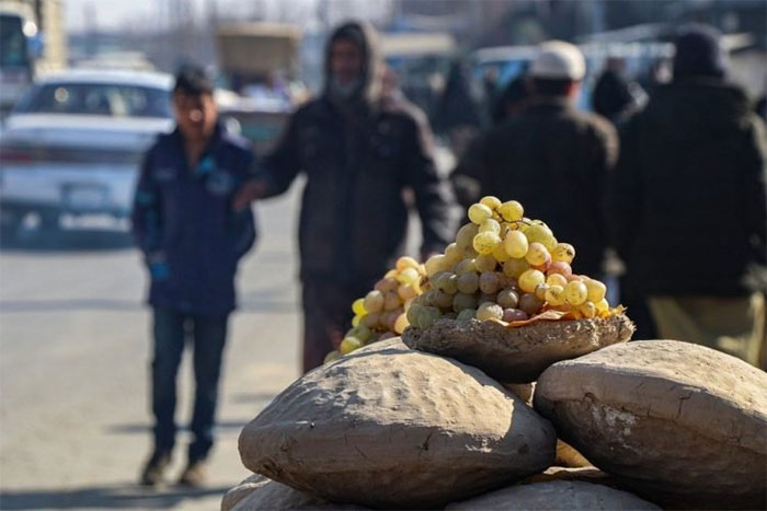 Phương pháp độc lạ giúp bảo quản nho tươi đến 6 tháng của người Afghanistan