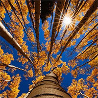 Bí mật 1.000 năm hoạt động của Mặt trời ẩn giấu trong các cây trên Trái đất