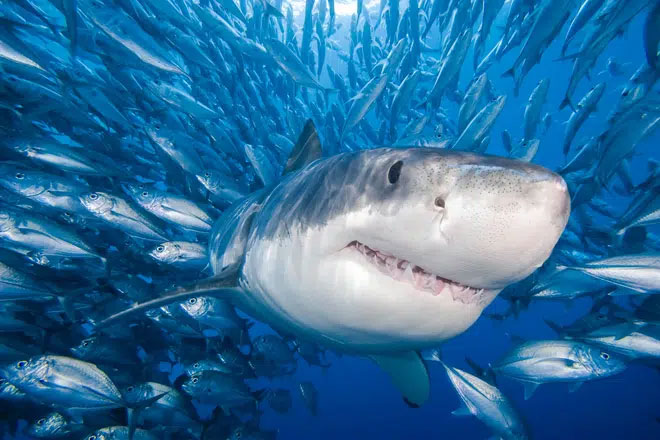 Cá mập bị săn để lấy thịt và dầu gan cá.